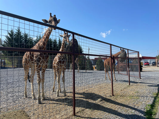 Brights Zoo: The Perfect Small Town Zoo